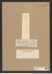 Rhizosolenia polydactyla Castr. (de-Toni-Nr.: Genus 114, Species 3297) Zeichnungen Sammlung Grunow Nr. 6680 (NHMW-BOT-W0375475)